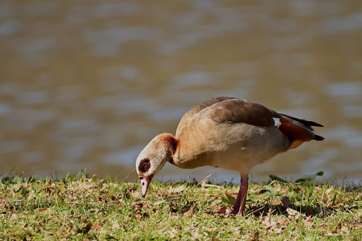 egyptian goose, water bird, wild goose, feather, beak, grass, ruffled feathers, light, animal, lakes, birds, avian, landscape, nature, river, aquatic plants, body of water, park, natural environment, blade