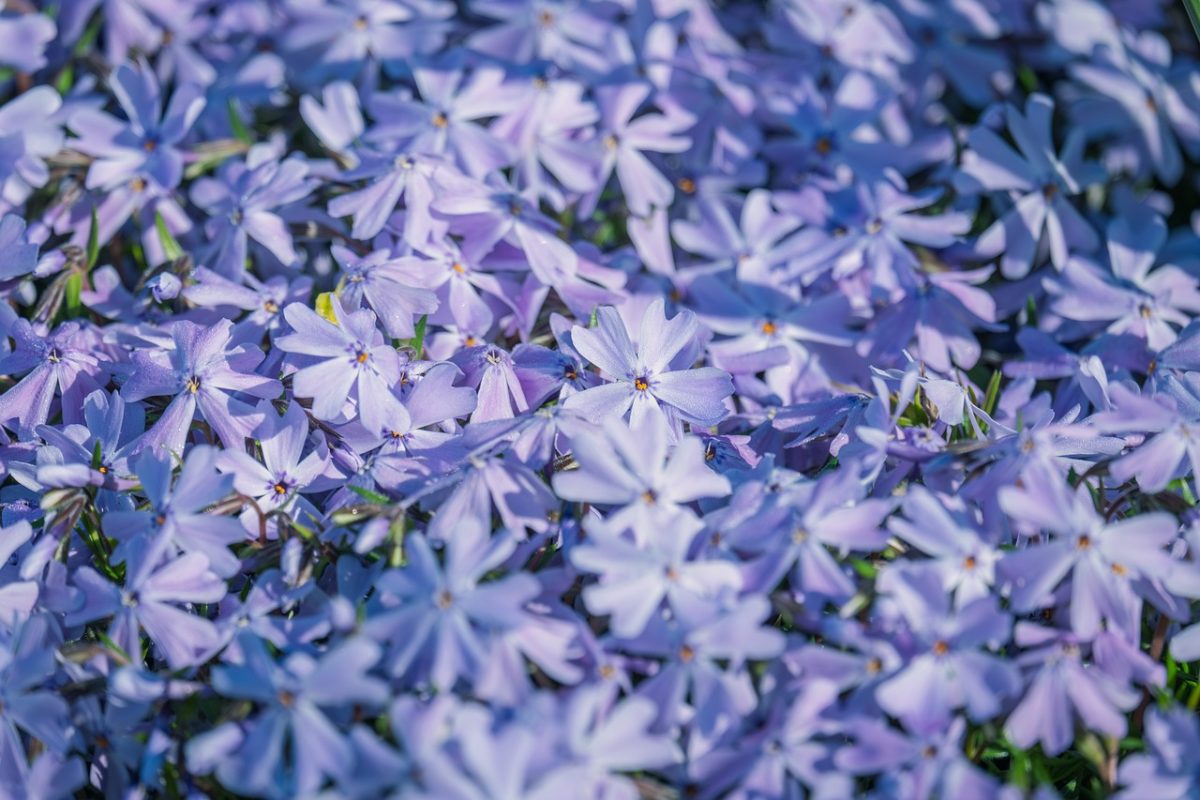 flowers, violet, aubrieta, spring, cushion, close-up, landscape, purple, plant, garden, nature, rock garden, ornamental, vault, natural, blooming, delicate, beautiful