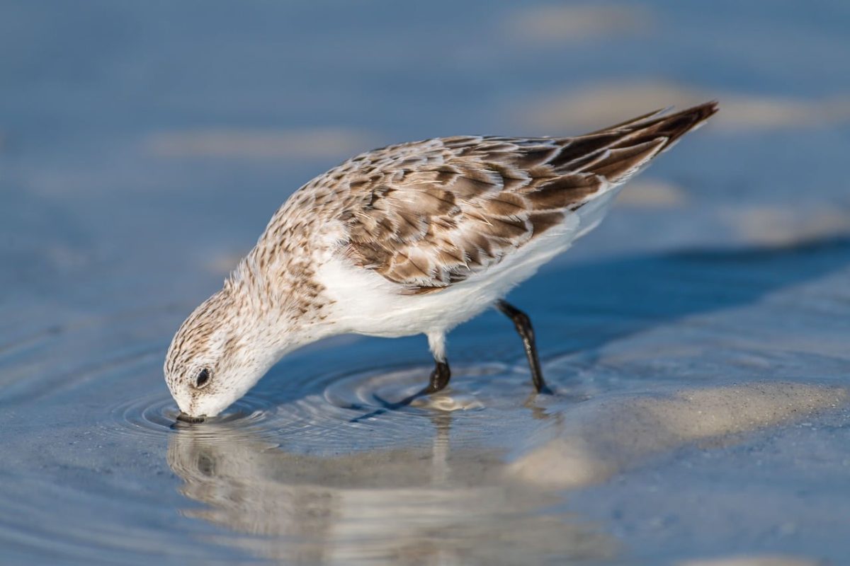 bird, nature, wildlife, plumage, ornithology, sandy beach, water, birdwatching, sand, foraging, cute, bird feeding, sanderling, animals, waves, surf, island