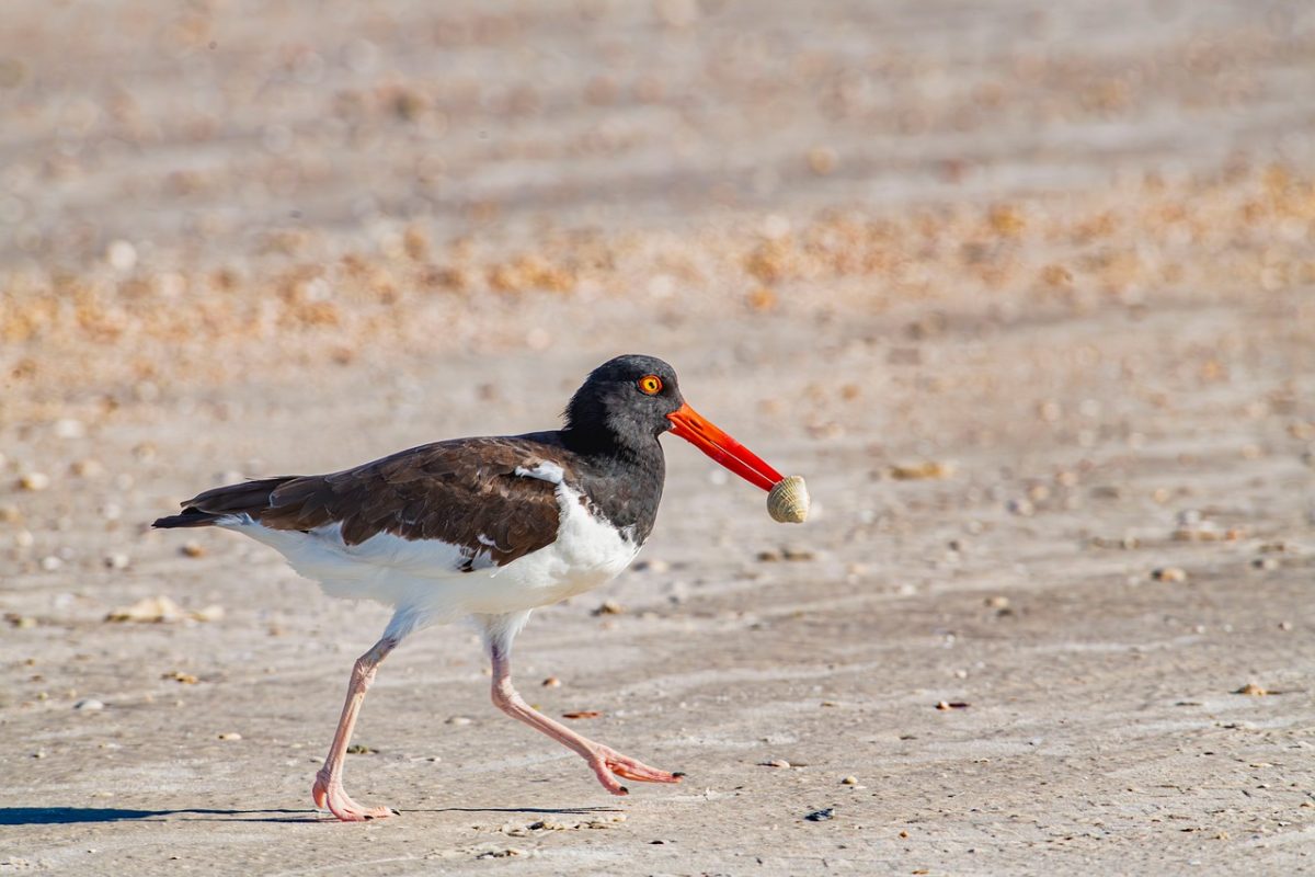 bird, nature, shore, summer, beach, beak, sunny, foraging, vacation, auger, shell, oystercatcher, seabird, details, maintenance, animal, ornithology, sand