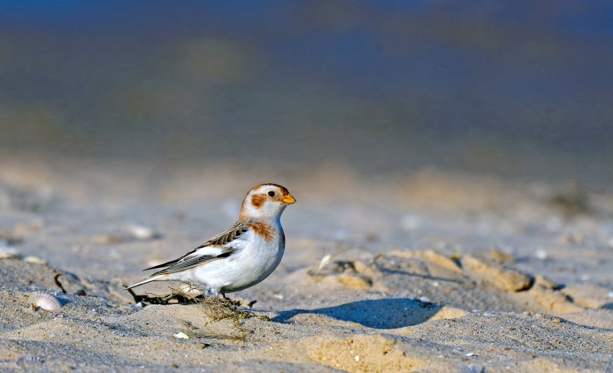snow bunting, bird, beak, nature, feathers, plumage