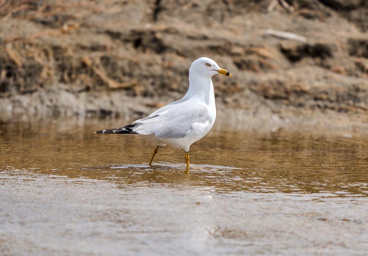 seagull, bird, nature, animal, wildlife, water, plumage, beak, ornithology, coast, sand, shore, fauna, peaceful, wild, whitish, marine environment, sea, landscape, wading