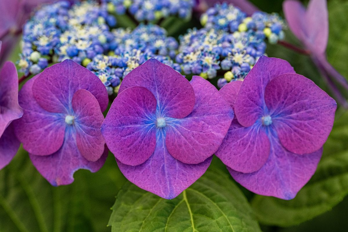 hydrangea, purple, flowers, blue, nature, hd wallpaper, blossom, flora, garden, background, botanical garden, wallpaper, mosaic, plant, abstract, hydrangeas blooming, flower details, purple hydrangea, flower wallpaper, bright colors