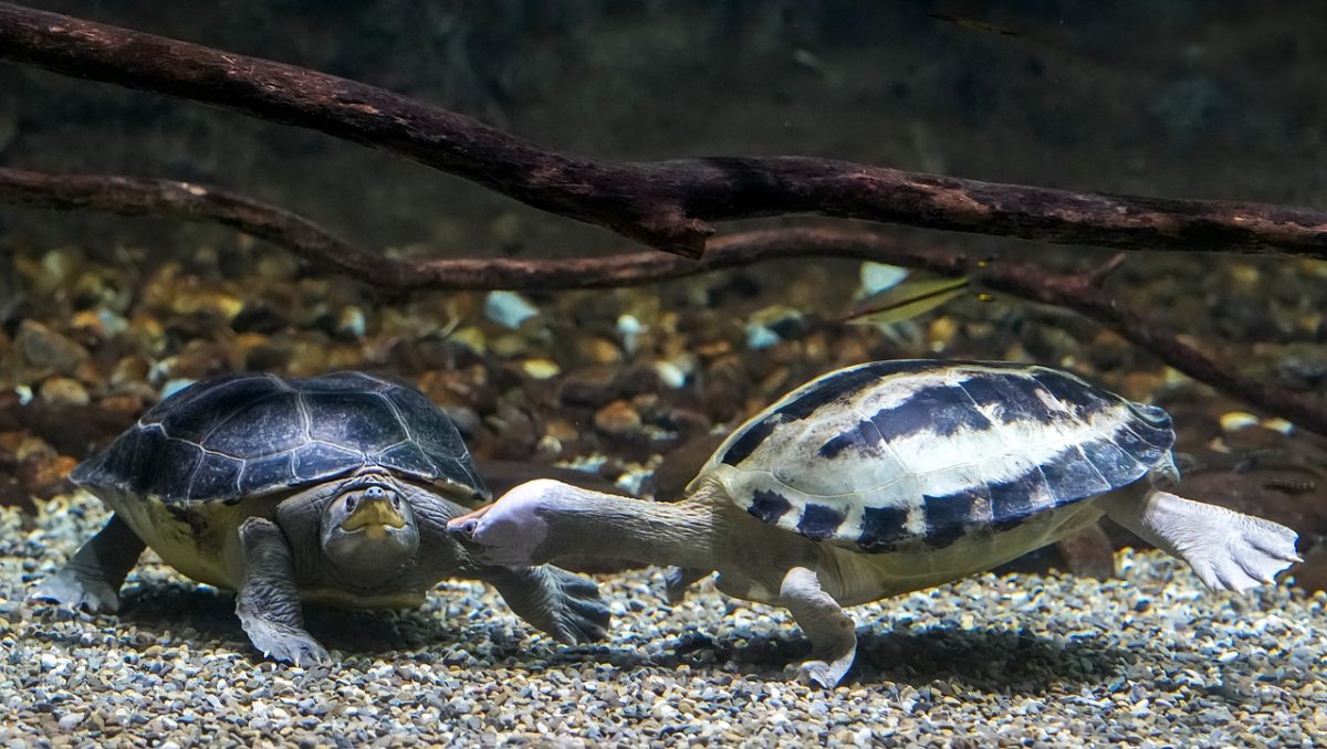 aquatic turtle, two, flipper, aquarium, shell, neck, nose, gravel, biotope, branch, reptile, head, pair, sand, stones, underwater, nature, ecosystem, animals, paired, water environment