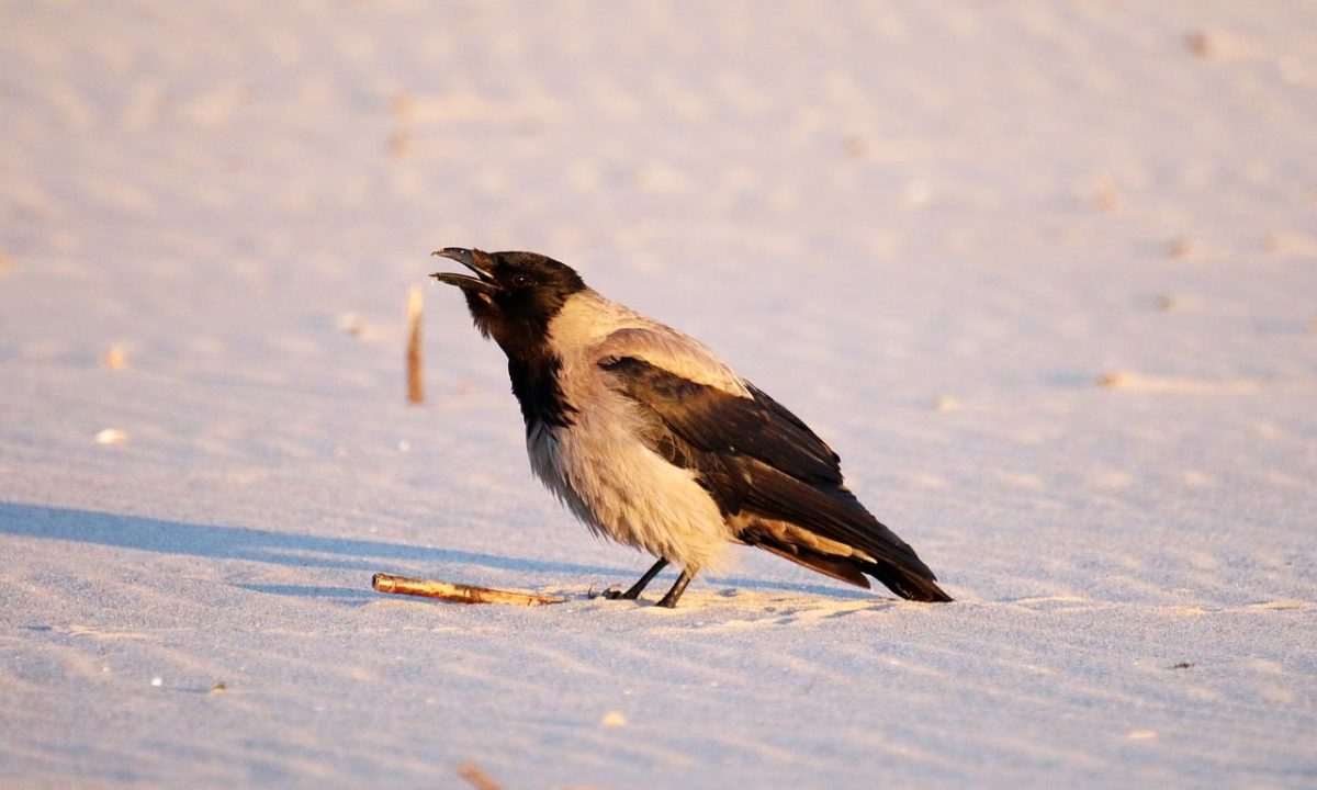 bird, crow, beach, sand, hunger, prey, foraging, sunrise, nature, morning, ornithology, natural, air, walk, black-white, freedom, calm, sun, bluish