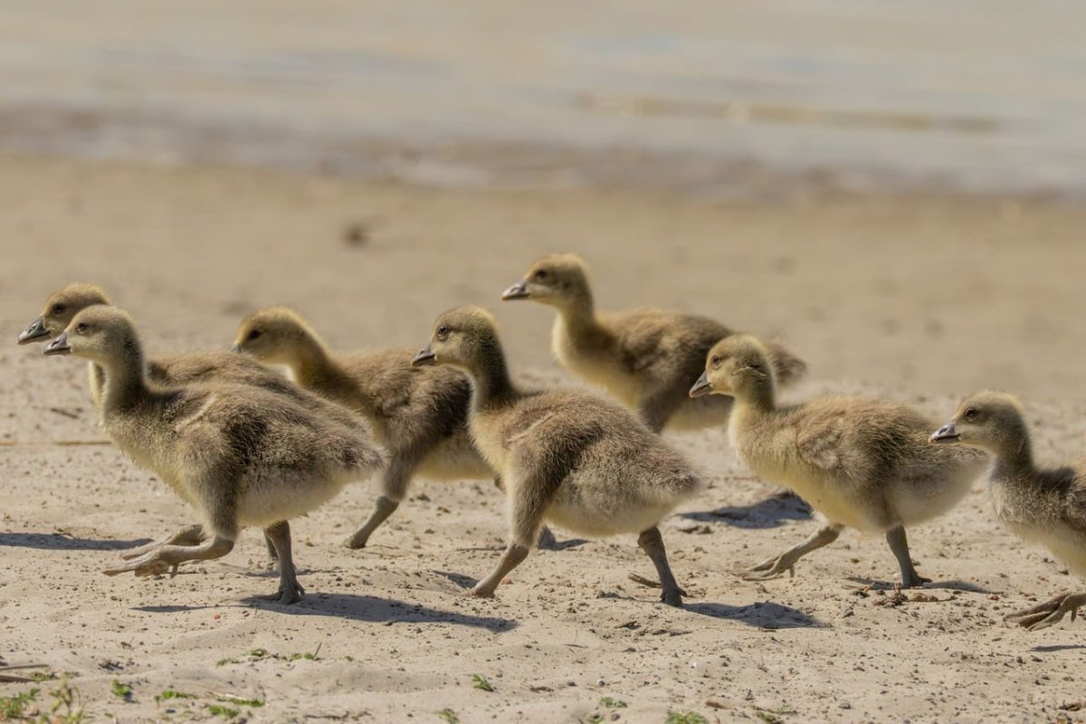 ducklings, beach, baby animals, flock, sand, immature, outdoors, sunny, baby ducks, animals, nature, birds, sea, wild, small, reserve, young, feathers, chick care, movement