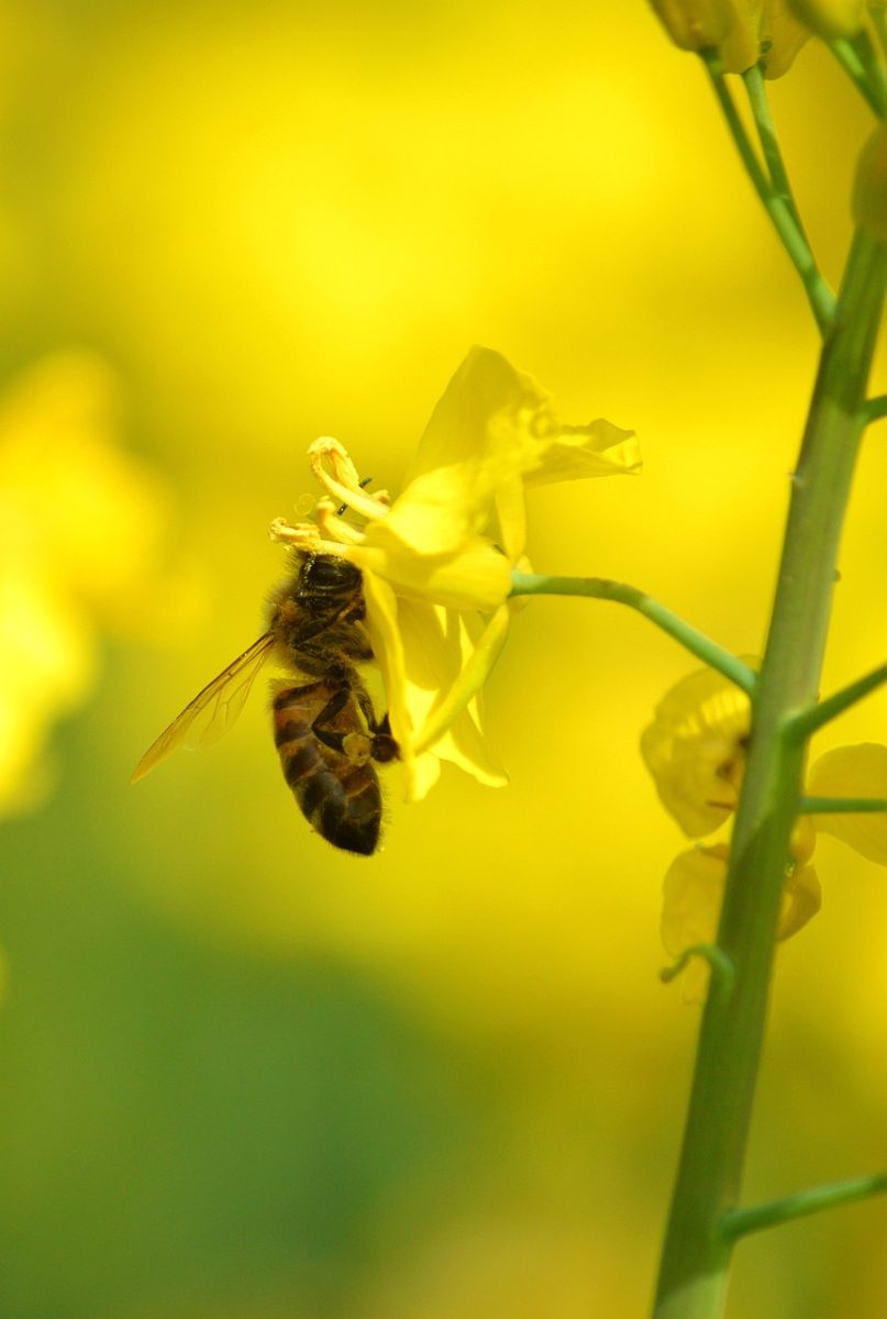 bee, flower, yellow, rapeseed, pollen, pollination, nature, spring, ecosystem, agriculture, insect, hardworking, crop, wing, animal, desktop wallpaper, beehive, maturity, natural environment
