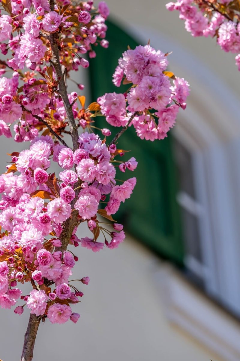 spring, nature, blossom, branch, pink, window, shutter, facade, house, blooming tree, red, details, romantic, blurry effect, rural, calm, outdoor, suburban, natural beauty, flowers