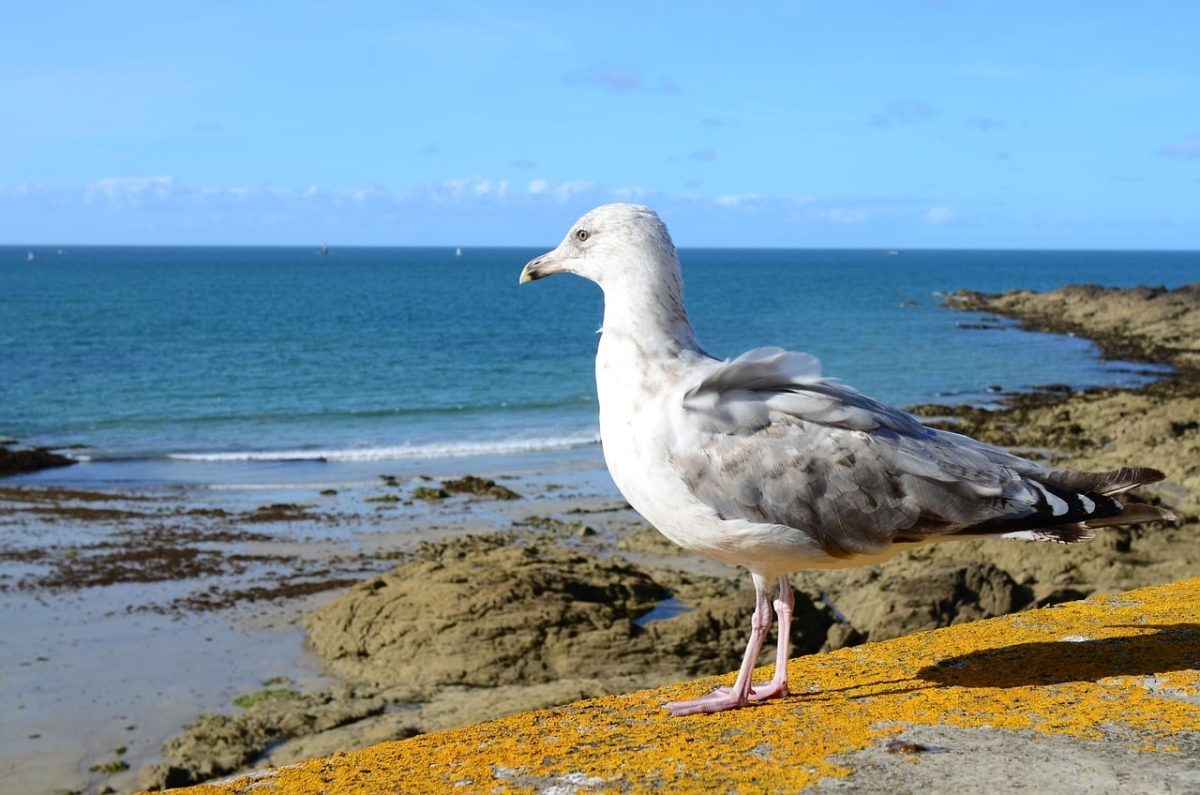 seagull, blue sky, sea, bird, ornithology, feathers, beak, sunny day, coast, rocks, wind, sky, blue, bay, wings, nature beauty, nature, birdwatching, tourist attraction, natural environment