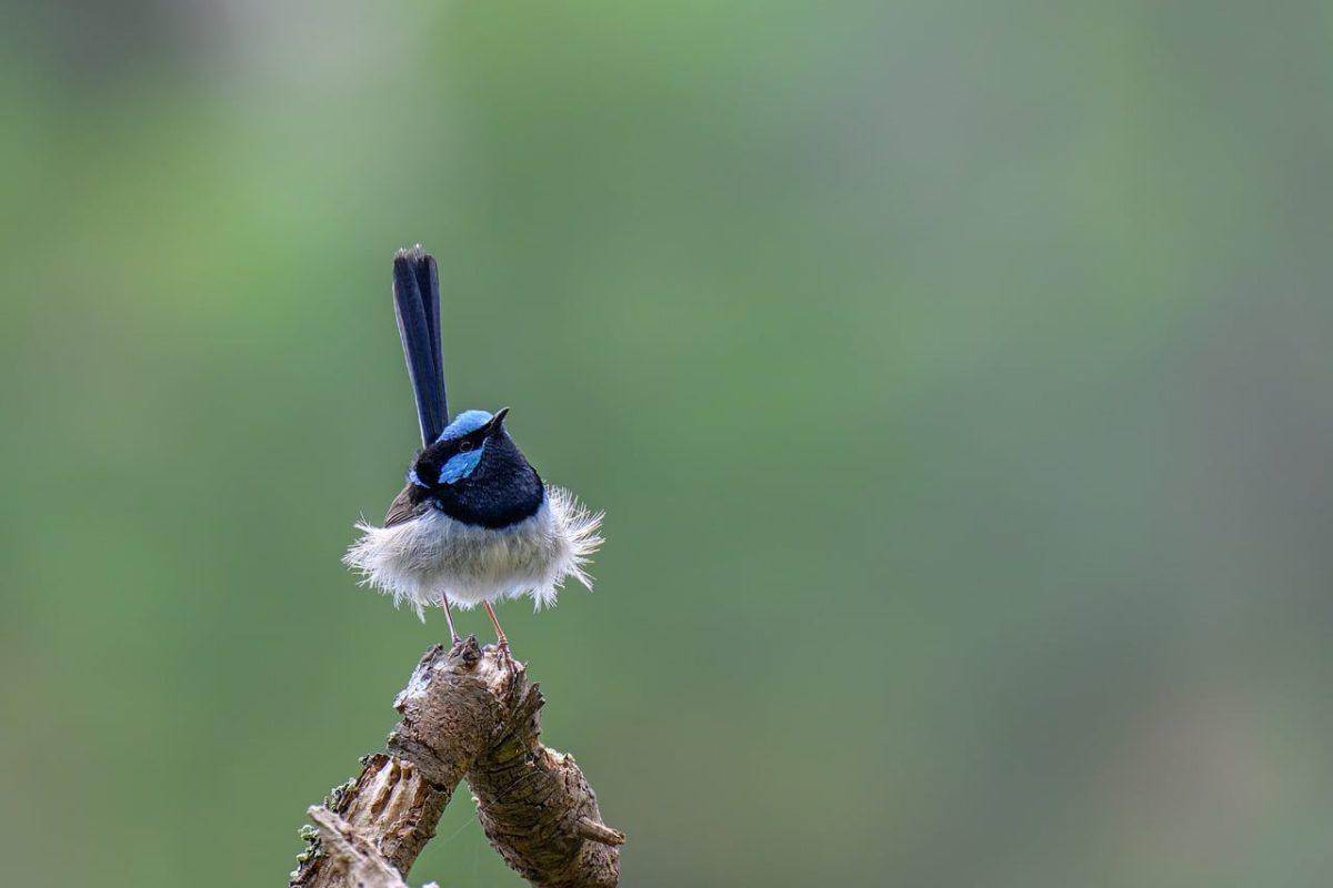 superb fairywren, fairywren, wren, bird, malurus cyaneus, wildlife, nature, plumage, australian, ornithology, bird watching, male bird, animal, sprout, breeding site, new south wales, small bird, shrub, garden tree, national bird