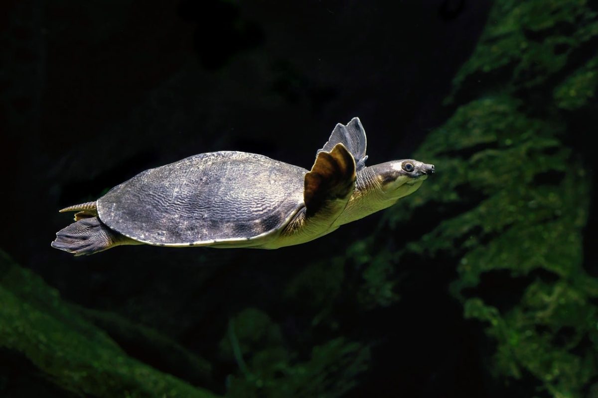 turtle, pig-nosed turtle, nature, underwater, aquarium, aquatic animal, freshwater, reptile, environment, cairns aquarium, underwater life, dark water, buoyancy, underwater habitat, biodiversity, flora and fauna, balanced ecosystem, calm water, research