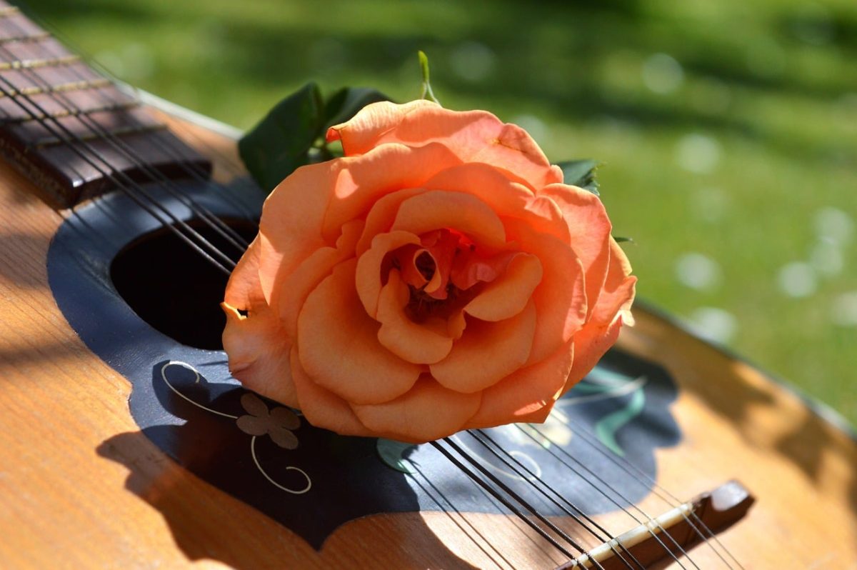 guitar, rose, mandolin, musical instrument, spring blossom, art, natural background, chord, rose flower, close-up, guitar rose, guitar design, music, petals, soundhole, guitar strings, musical motif, guitar ornaments, vintage style, beautiful flower