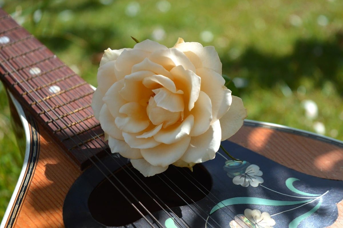 mandolin, guitar fretboard, rose, acoustic guitar, meadow, concert, spring, flower, musical instrument, melody, string instrument, music, garden party, romance, blossom, outdoors, romantic atmosphere, festival, guitar