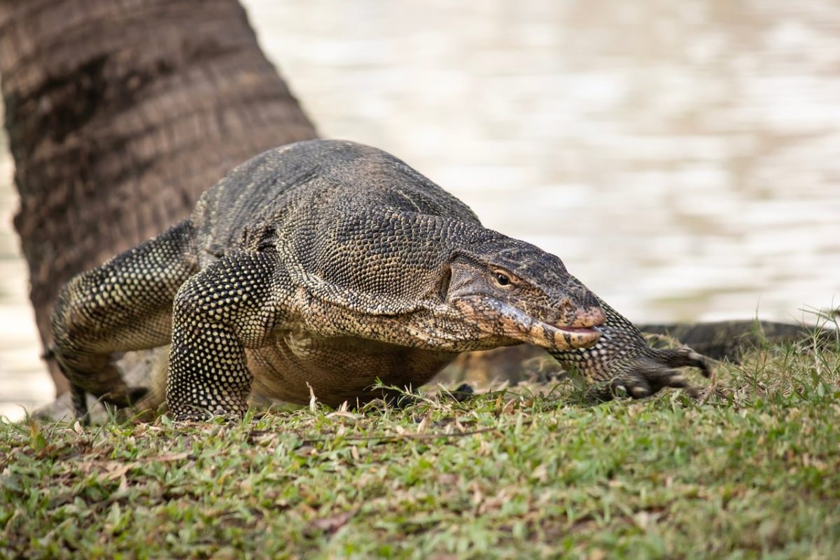 lumpini, monitor lizard, thailand, bangkok, reptile, nature, ground, tree, park, animal, wild, tourism, terrestrial, botany, asian, ecosystem, fauna, grass, predator