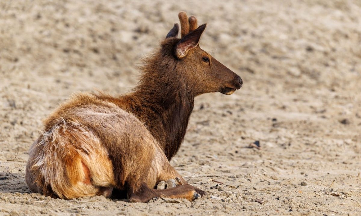 elk, sand, beach, wildlife photography, oregon, pacific northwest, nature, oregon coast, travel photography, sitting position, photography, wildlife, overseas travel, wild animals, explore, nature lovers, outdoor, cannon beach, resting