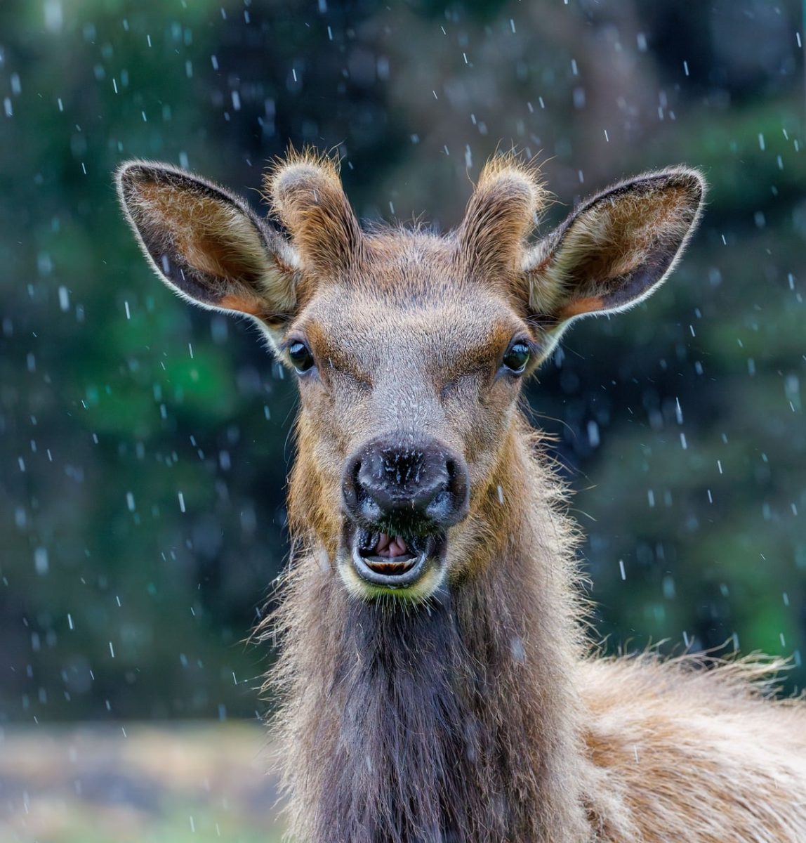 elk, rain, nature, wildlife, west coast, precipitation, nature photography, close-up, fur, portrait, noise, natural habitat, antlers, rural, glacier, pacific, outdoors, wet, environment, oregon