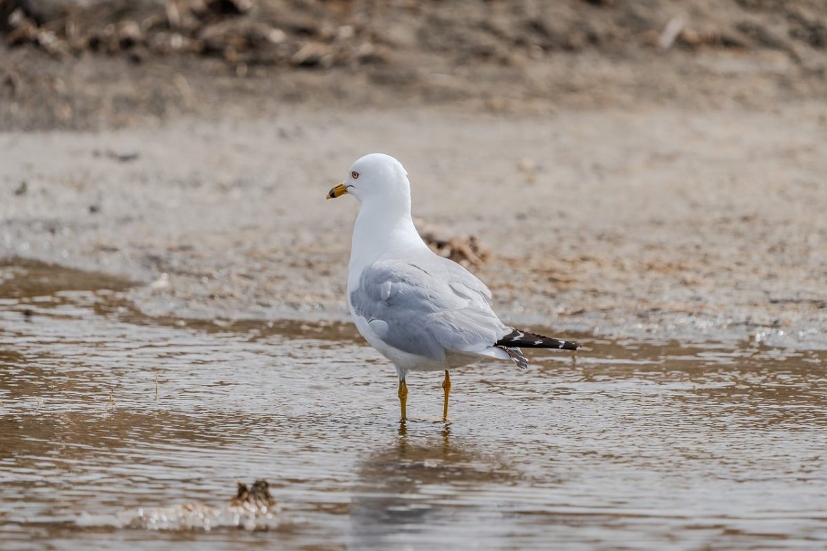 gull, bird, nature, animal, seabird, wildlife, ornithology, beak, plumage, summer, sand, wings, fauna, coast, birdwatching, wetland, grey, sky, shore, standing water