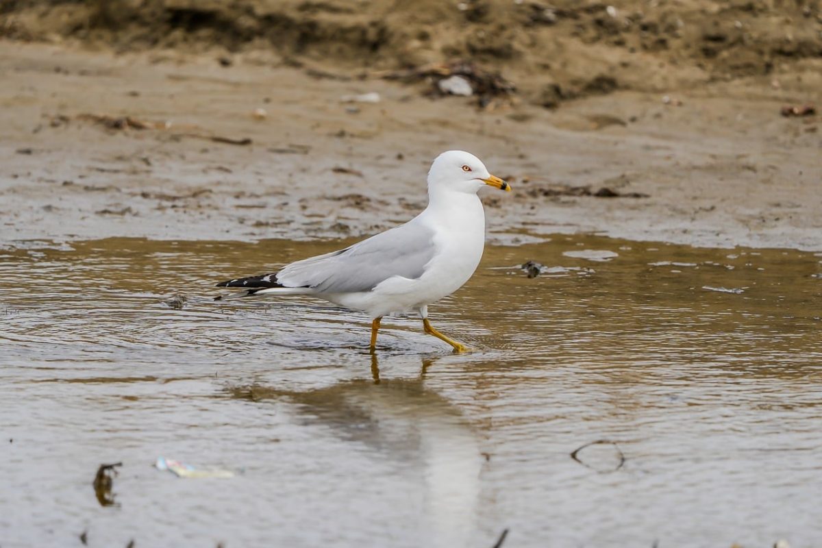 seagull, beach, water, bird, coast, nature, fauna, feathers, wings, beak, wildlife, coastal, bay, pond, boots, dock, ferry, solitude, silence, afternoon, reflection