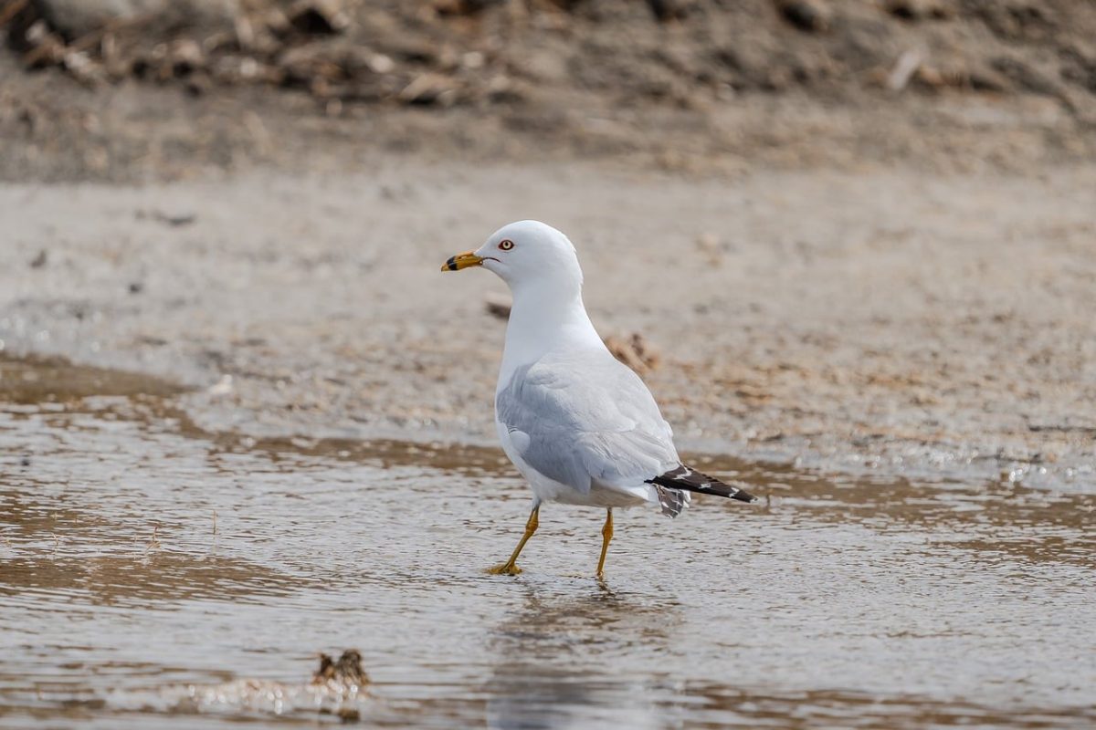 gull, nature, wildlife, seabird, beak, feathers, waterbird, white color, shore, ring-billed gull, water environment, yellow legs, dry, sand, animal, beach, coastal, sunset, promenade, nature walk