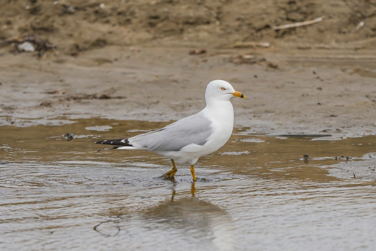 seagull, bird, nature, wildlife, feathers, ocean, coast, beach, ring-billed gull, wings, white color, shore, water surface, beak, waterbird, animal, perching, natural environment, mud