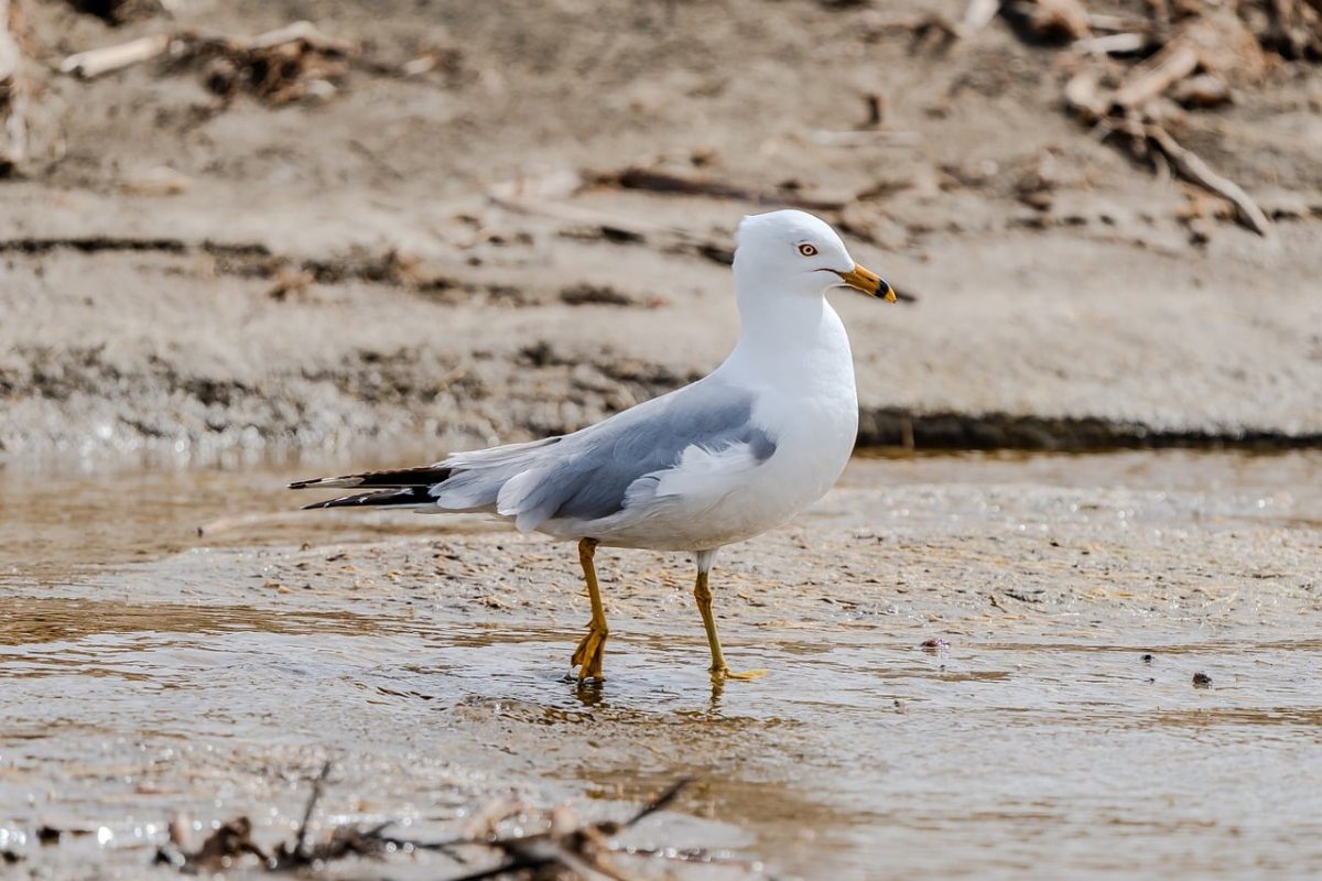 seagull, ring-billed gull, coast, plumage, nature, bird, animal, coastal, sea, feather, ocean, beach, birdlife, fauna, yellow beak, waterbird, feathered, water, beak, natural habitat