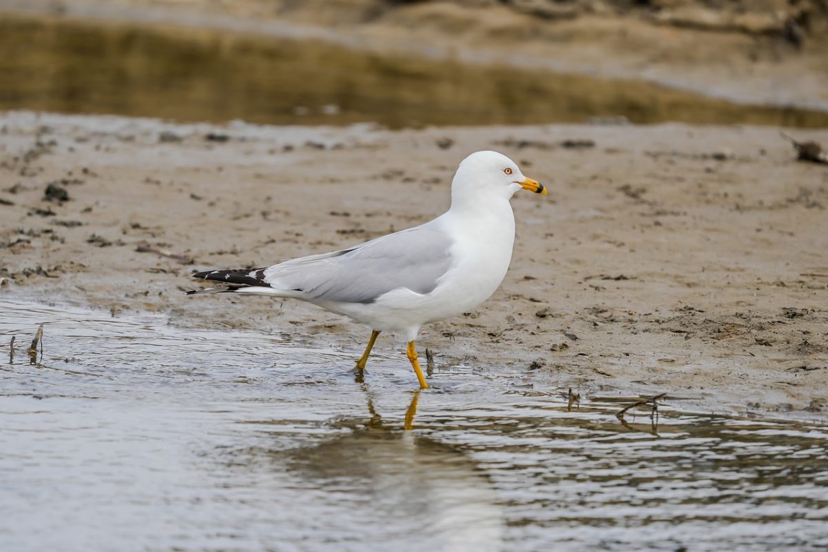 gull, bird, animal, nature, ornithology, plumage, avian, birdwatching, fauna, seabird, sand, shore, aquatic environment, water sounds, wings, beak, legs, animal by the water, wildlife, beach surroundings, sandy environment