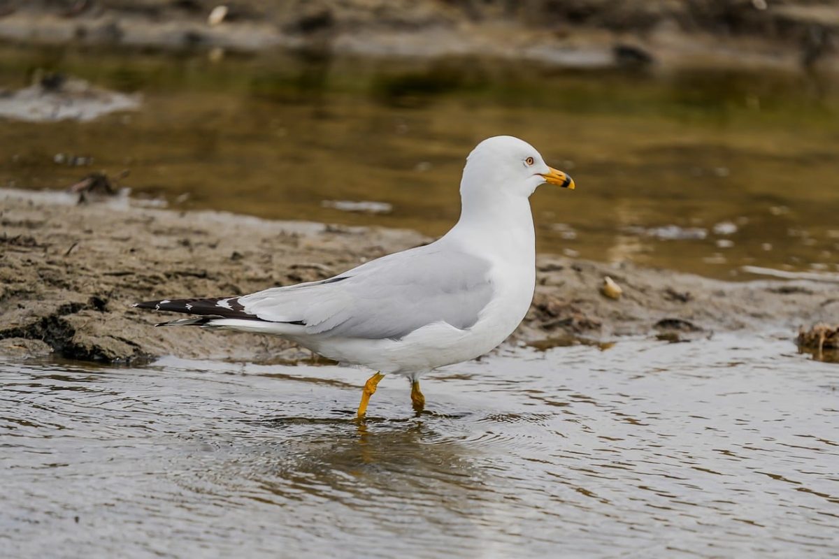 seagull, bird, fauna, ocean, nature, feathers, ornithology, gull, wildlife, beach, water, coast, wild bird, water bird, animal, sea foam, shorebird, standing and looking, single bird