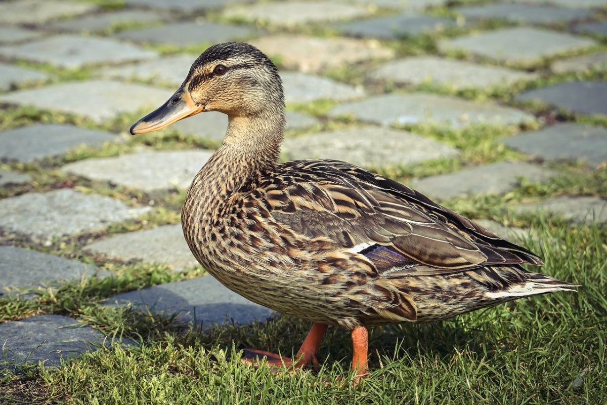 duck, bird, animal, waterfowl, cobblestone, feather, mallard, park, nature, bird area, exploration, duck feathers, urban wilderness, wildlife, outdoor environment, grass, birdlife, orange paws, duck beaks, sunny day, walk