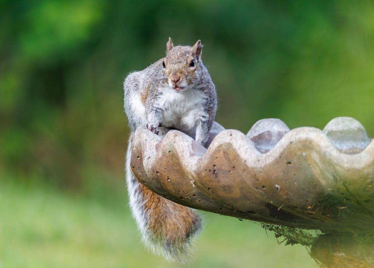 squirrel, wildlife, nature, rodent, cute animal, tree squirrel, curious animal, forest animal, wild animal, environment, curious, animal portrait, outdoor, garden decoration, natural environment, water feature, bright green, outdoor setting, spring