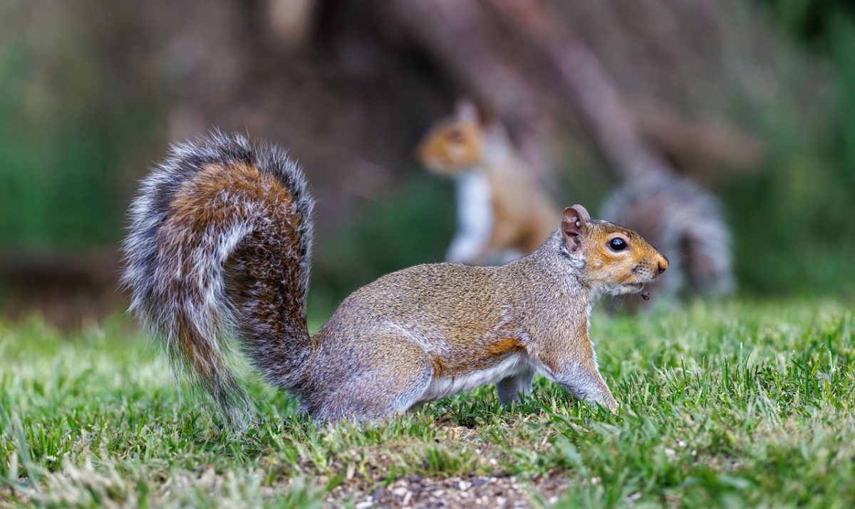 squirrel, animal, nature, rodent, cute animal, tree squirrel, furry, forest animal, backyard, photographed in nature, wild animal, animal portrait, natural habitat, sunlight shot, curious, urban wildlife, tree climber, spring, wildlife, photography, curious animal