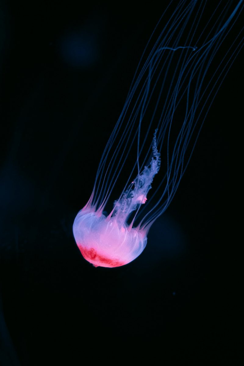jellyfish, ocean, dark, marine life, underwater, nature, red, blue, striped, illuminated, pulsating, single, art, marine, jelly, beauty, calm, backlight, blue background, delicate