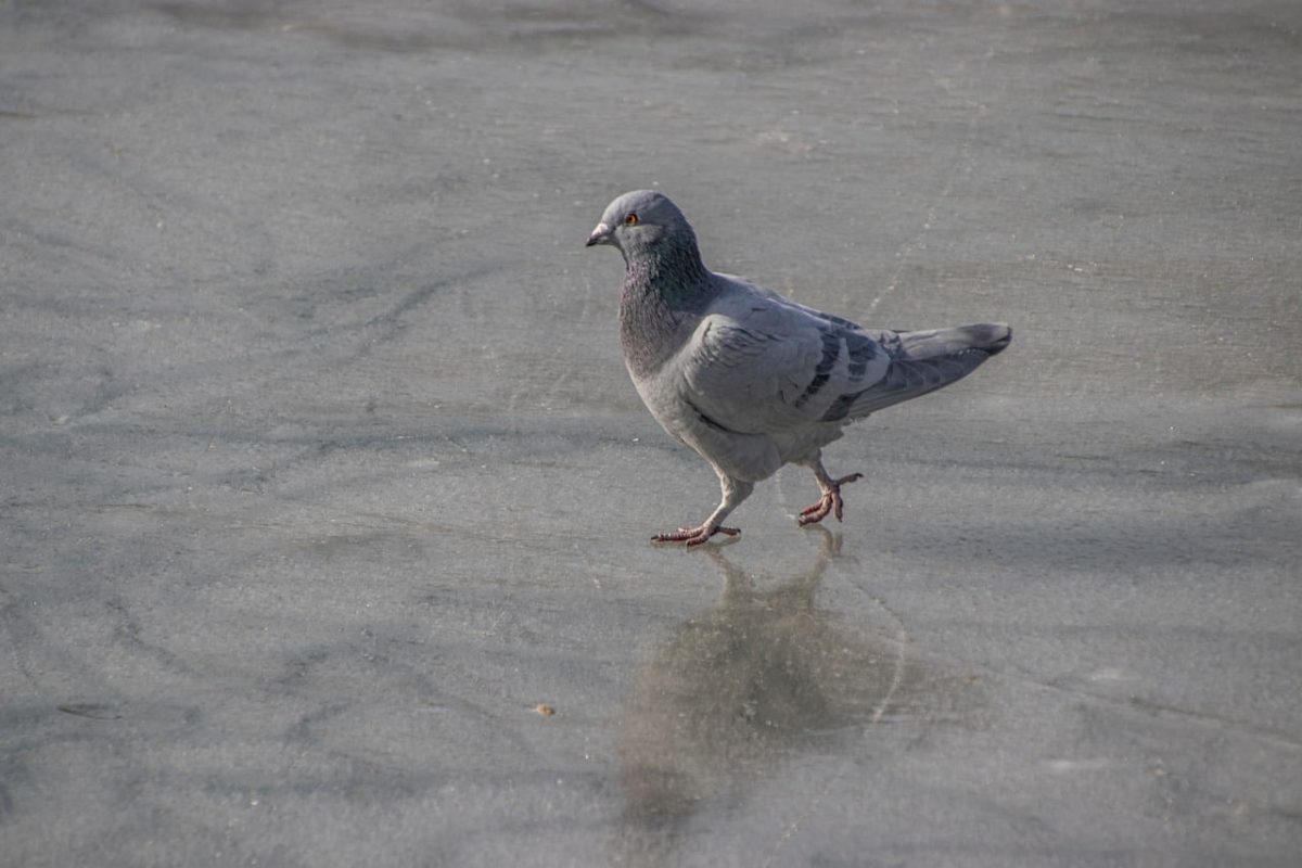 pigeon, ice, frozen, bird, plumage, beak, feathers, ornithology, stroll, reflection, winter, wild, nature, ecosystem, walking, slippery, urban, animal, wildlife, migration