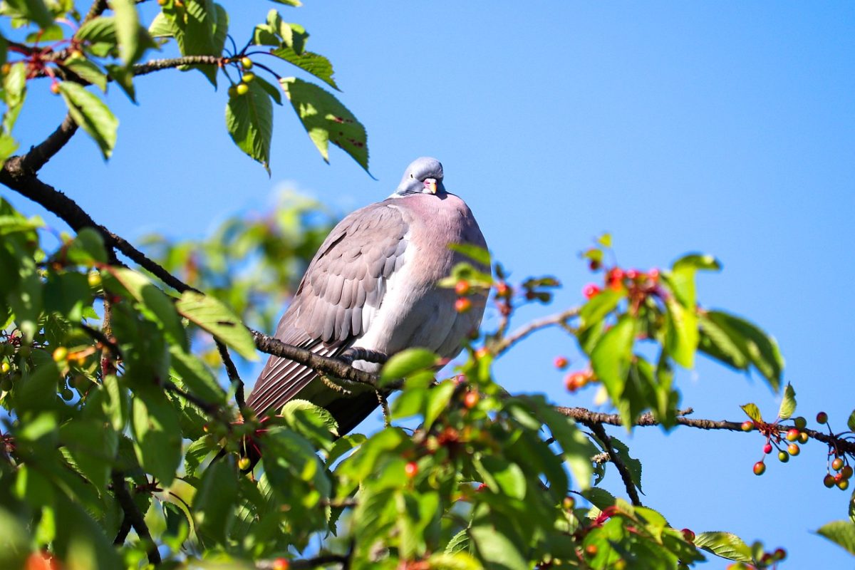 pigeon, branches, leaves, nature, summer, sunny, bird, fruit, natural, daylight, red, sparrows, beauty, clear, animal, outdoors, peaceful, ecology, clear sky, cherry