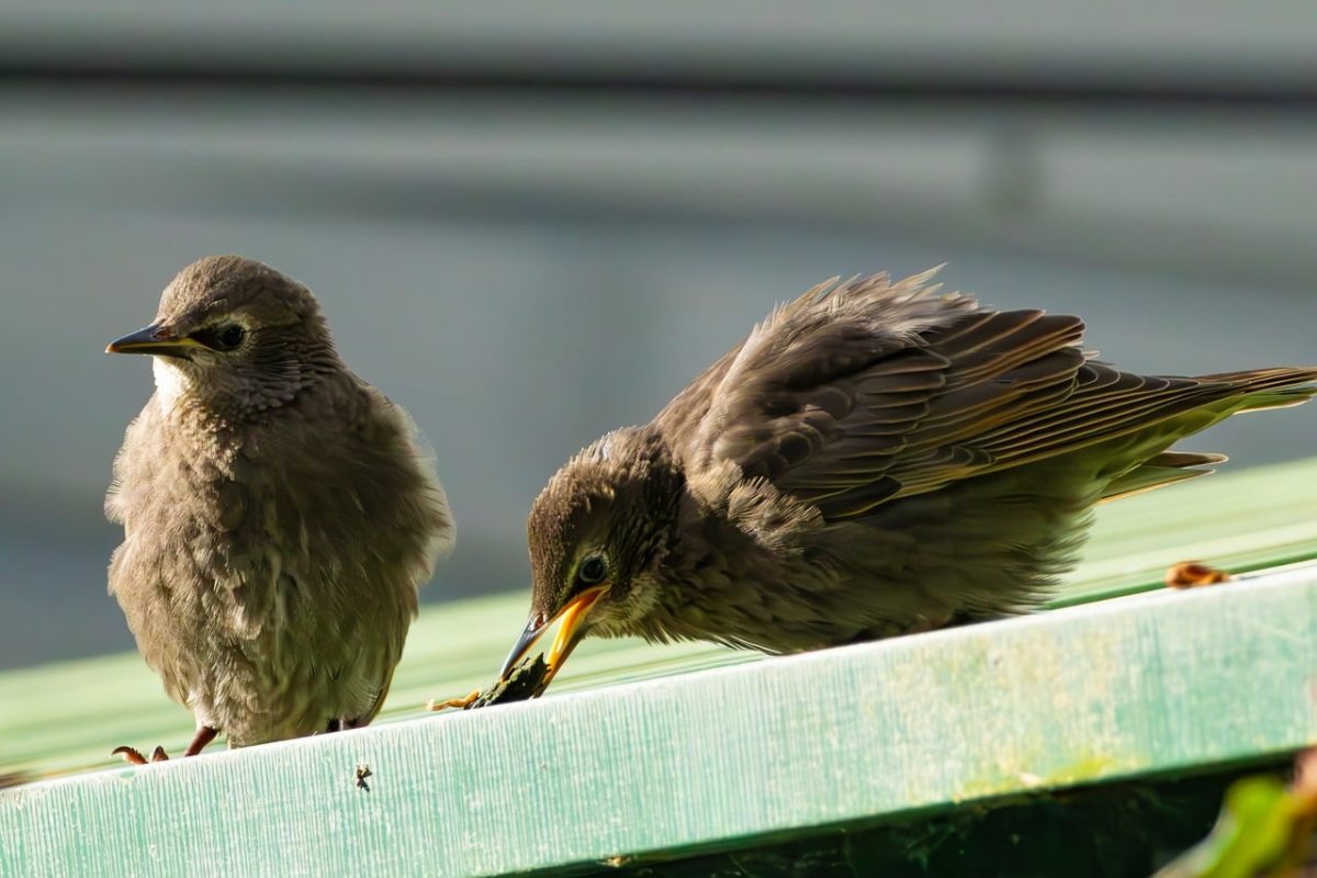 birds, roof, animals, nature, bird chicks, feathers, pair, daylight, beak, feeding, juveniles, behavior, feather pattern, small birds, curiosity, expressions, outdoors, summer, calmness, outdoor environment