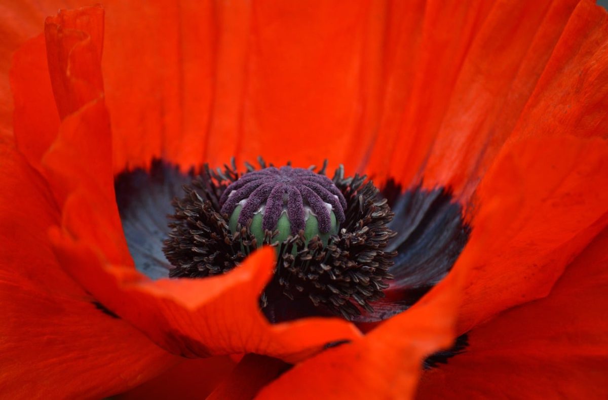 poppy, bloom, macro, petals, nature, red, bright, stigma, pistil, stamens, close-up, plant, variety, details, glowing, flowering plant, natural beauty, plant life, botany, flower culture, papaver