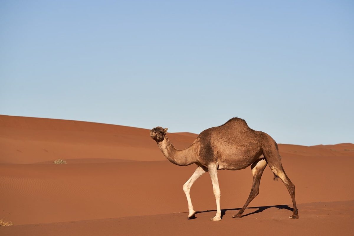 camel, desert, nature, sand, blue sky, hot weather, dromedary, natural landscape, desert landscape, drought, african desert, animal, desert animal, creature, sun, lonely, calm, wilderness, aridity, tourism