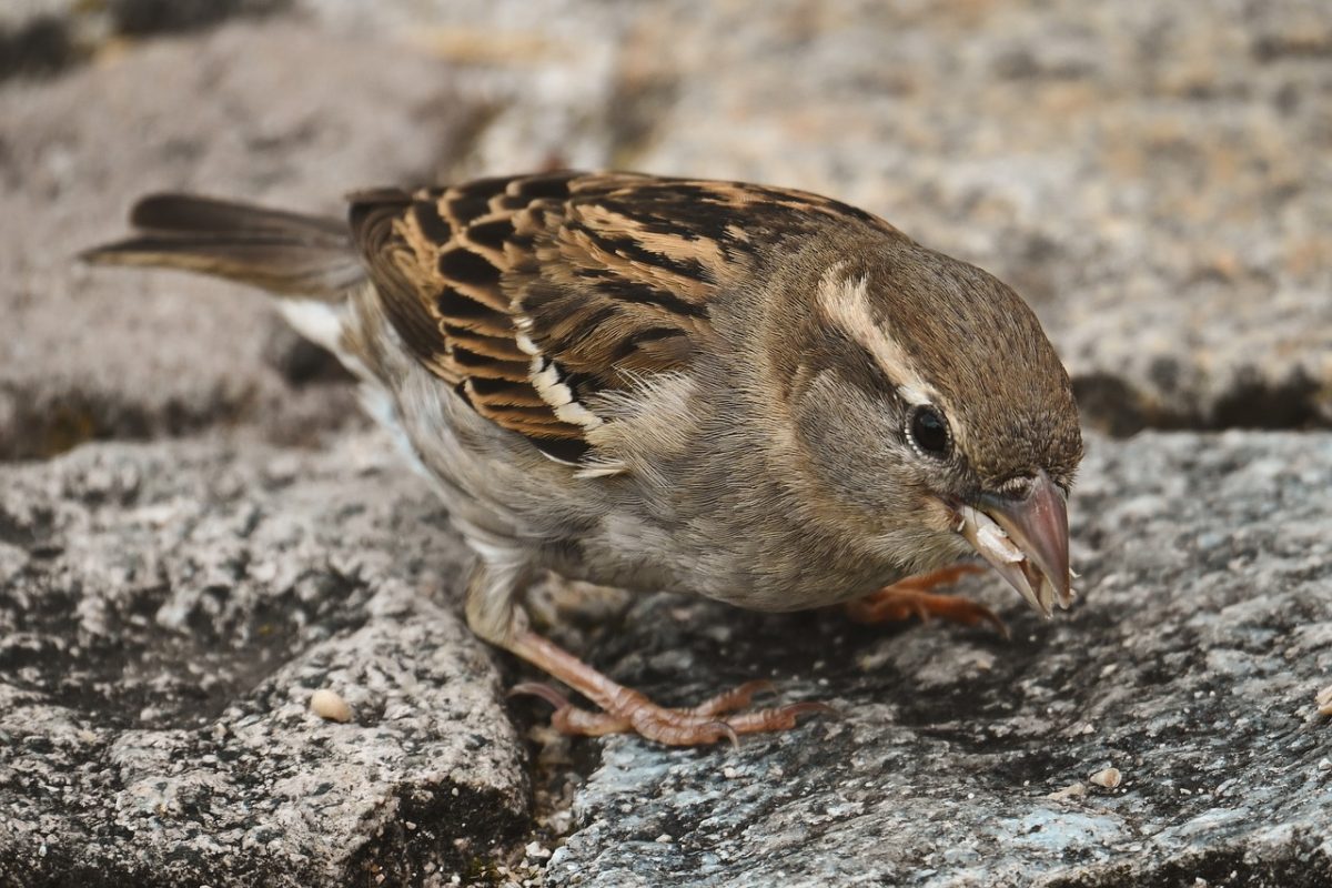 sparrow, bird, feathers, feather color, gray-brown, paving stones, close-up, one animal, nature, wildlife, natural environment, ornithology, birdlife, pecking, ground, beak, ecosystem, color, environment, natural world
