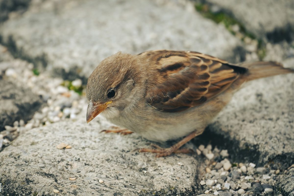 sparrow, bird, paving stones, animal, wildlife, feathers, foraging, gravel path, animal details, seed dispersal, autumn, camouflage, nature, charm, natural habitat, animal on ground, bird foraging, small bird, common bird