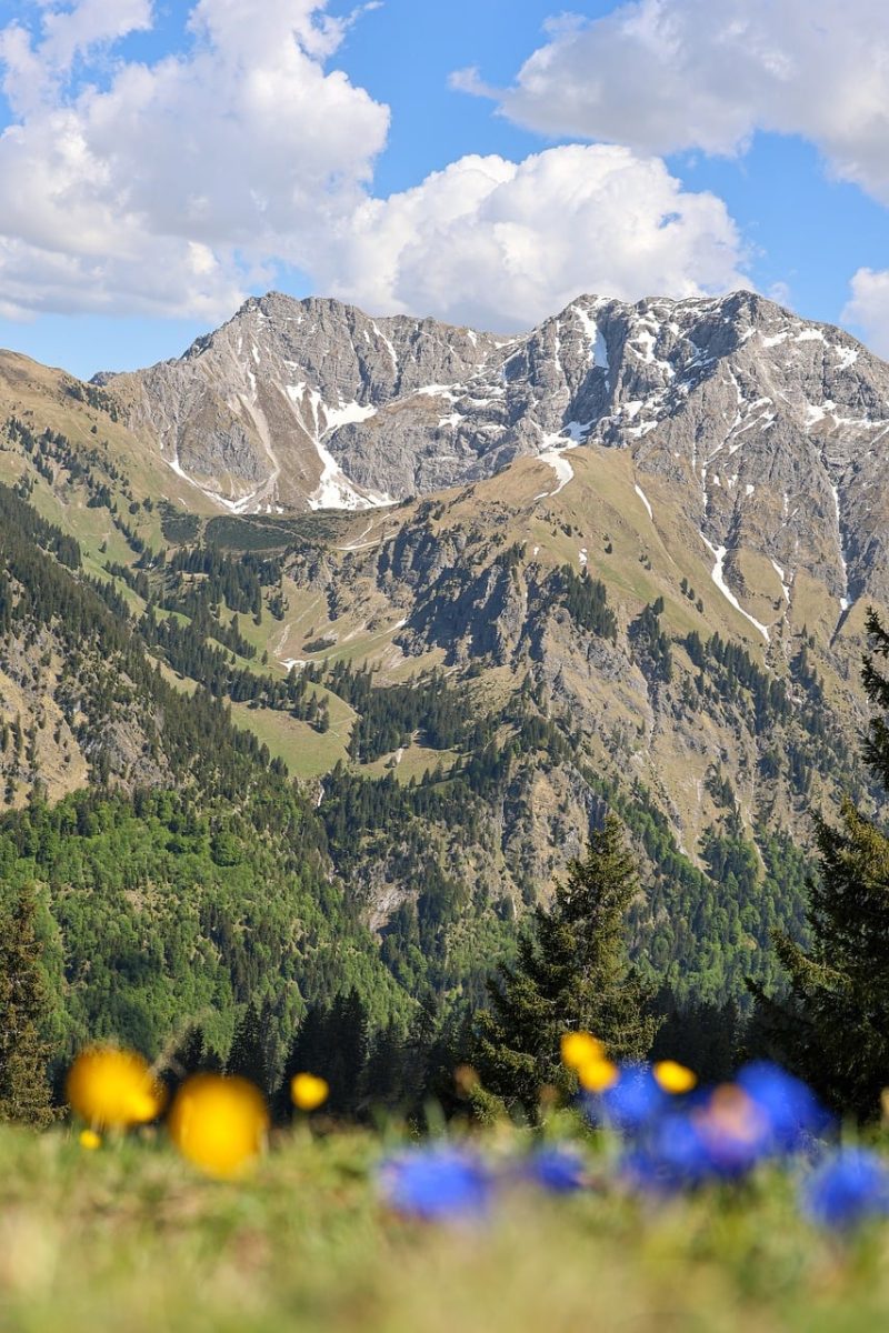 mountain, spring flowers, panorama, hiking, nature, landscape, clouds, sky, forest, snow fields, bavarian alps, outdoor, spring, gentian, globeflower, mountaineering, alpine flora, vivid, rocky