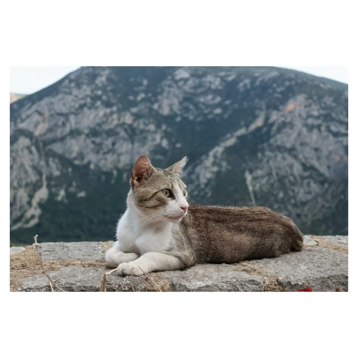 cat, mountain, nature, landscape, outdoor, pet, animal, gray, hiking, calm, cat sight, cat fur, animal portrait, resting cat, view from above, natural scenery, gentle breeze, peace, edge of the forest, freedom, facial expression