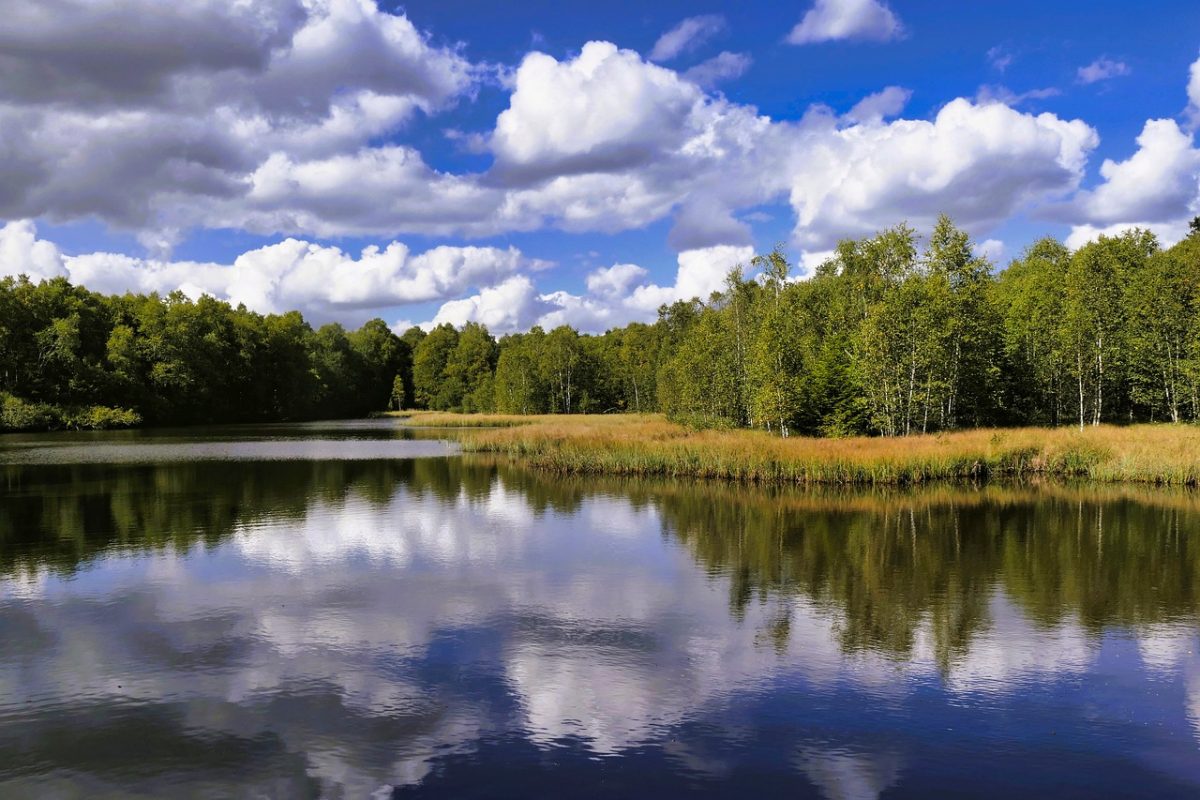 water surface, reflection, trees, clouds, lake, reeds, nature, sky, clear, wellbeing, calm, relaxation, view, trip, hiking, pond, landscape, hiking trail, peaceful, panorama, summery