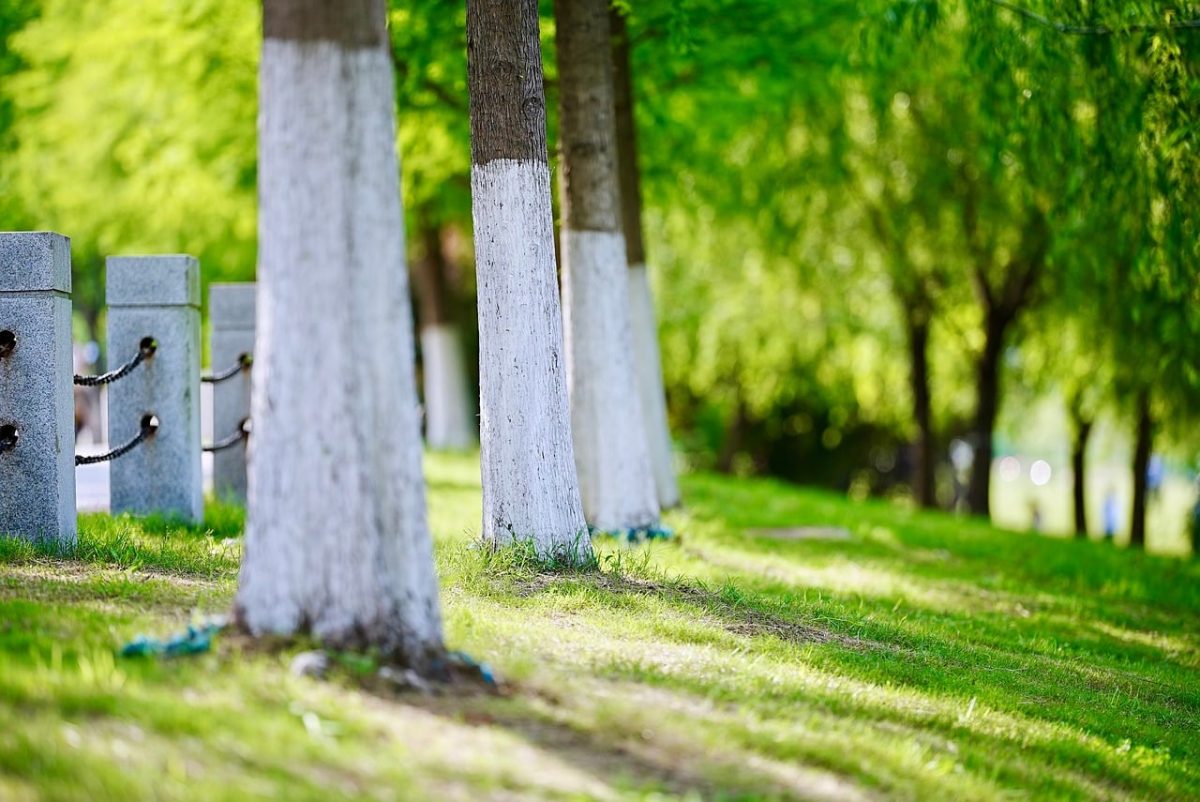 tree, wall, fence, grass, park, summer, concrete wall, public space, cultivation, outdoors, urban, sidewalk, season, green, tree painting, decorative posts, diversity, nature, ecology, symmetry, simplicity