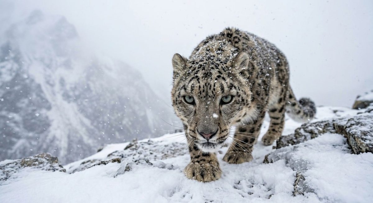 snow leopard, panthera uncia, big cat, predator, snow, camouflage, winter, fur, rosettes, fangs, rocks, nature, whiskers, cat eyes, paws, environment, mountains, thick coat, wildlife, carnivore, intense gaze