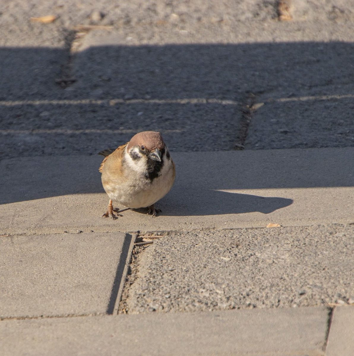 sparrow, animal, bird, ornithology, feathers, beak, species, fauna, perched, birdwatching, concrete, shadow, pavement, nature, autumn, nest, natural environment, camouflage, wilderness, ecology