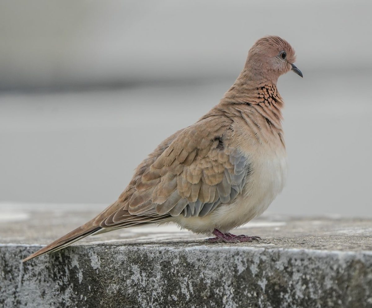dove, bird, nature, pigeon, peace symbol, feathers, wildlife, wings, peaceful, freedom, small bird, brown, calm, urban, savanna, park, exploration, stones, tranquility