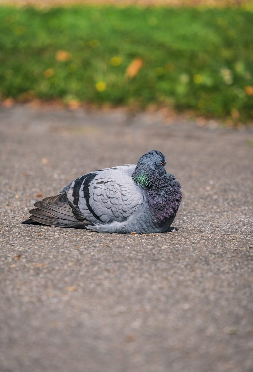 pigeon, bird, nature, park, calm, composition, autumn, ground, animal, urban, pavement, relaxation, evening sun, quiet, outdoors, shot, gray, close-up, solitary, peaceful