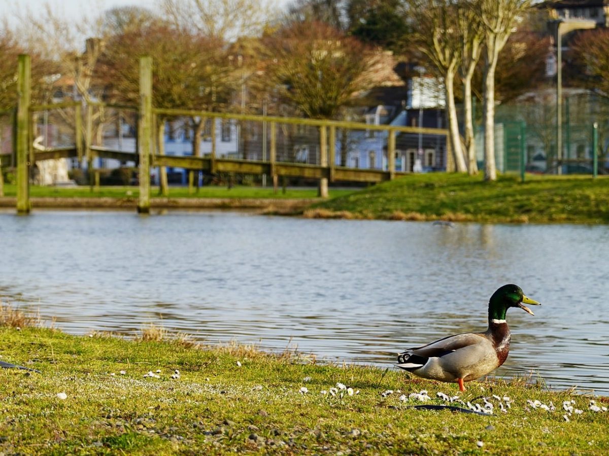duck, pond, park, trees, nature, mallard, urban, buildings, grass, bridge, green, sun, sunny, feathers, tail, stranraer, stream, outdoors, united kingdom