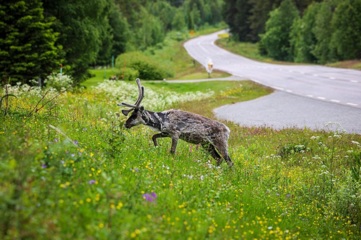 reindeer, nature, beautiful flowers, summer, meadow, road, green, finland, wild, flower background, animal, flower wallpaper, landscape, travel, journey, rural, north, fauna, flowers, wildlife, burr, white flowers, yellow flowers