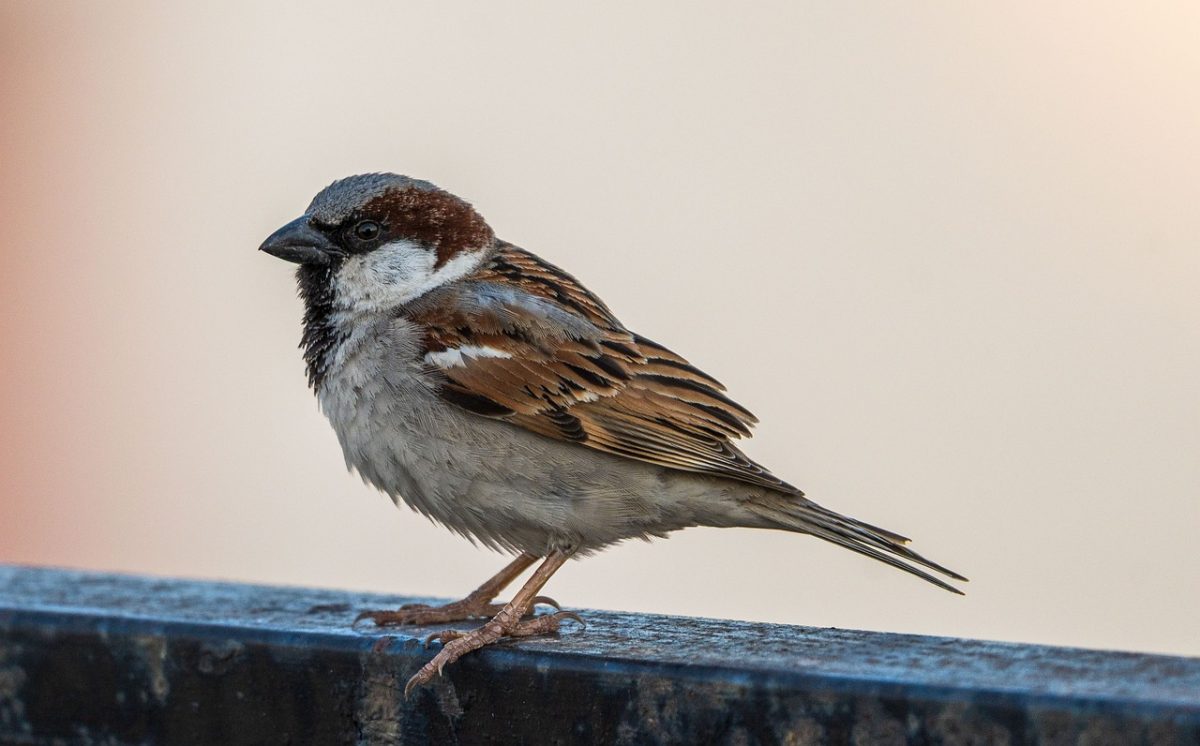 sparrow, bird, fauna, wildlife, nature, songbird, feathers, plumage, male, perched, sitting, surviving, beak, ground, garden, urban, park, ledge, details, clear sky, diversity