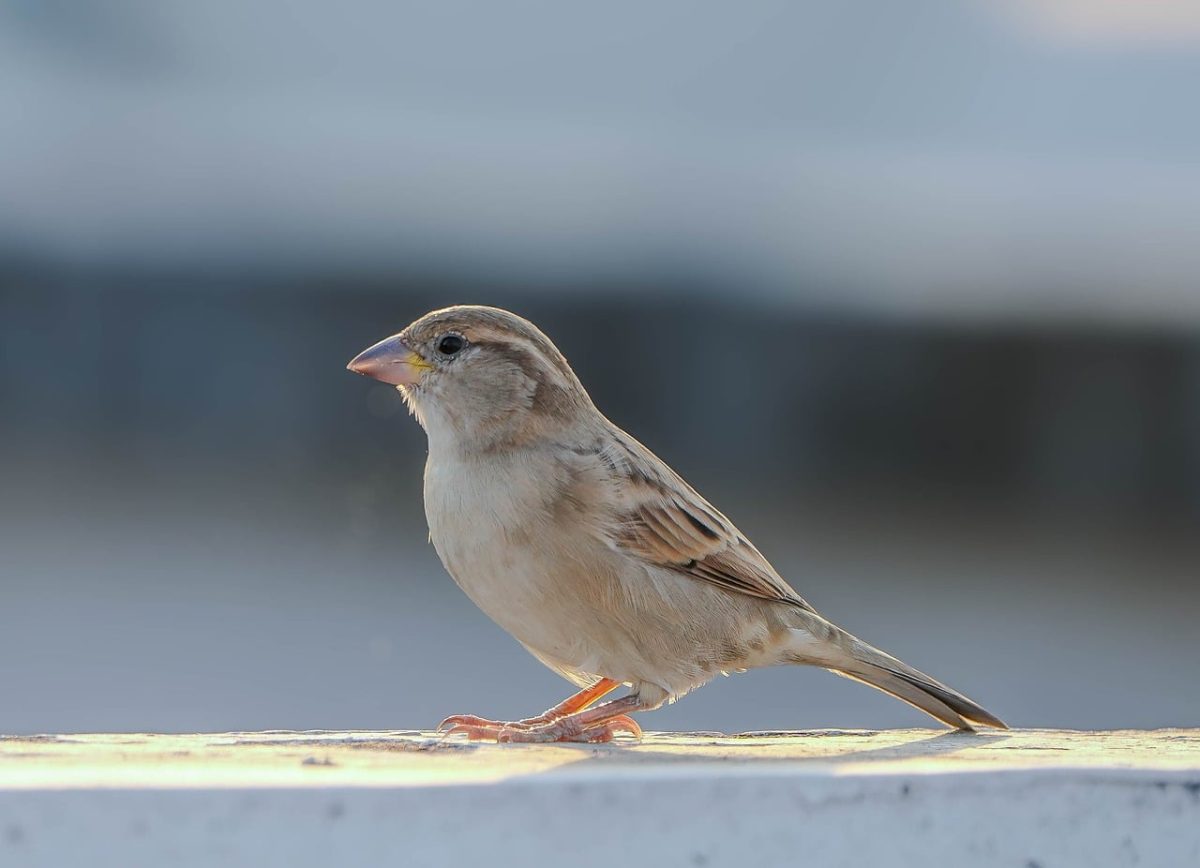 sparrow, small bird, animal, nature, ornithology, wildlife, feathers, beak, birdsong, songbird, perched, outdoors, light, beauty, natural, elegance, bird photography, daylight